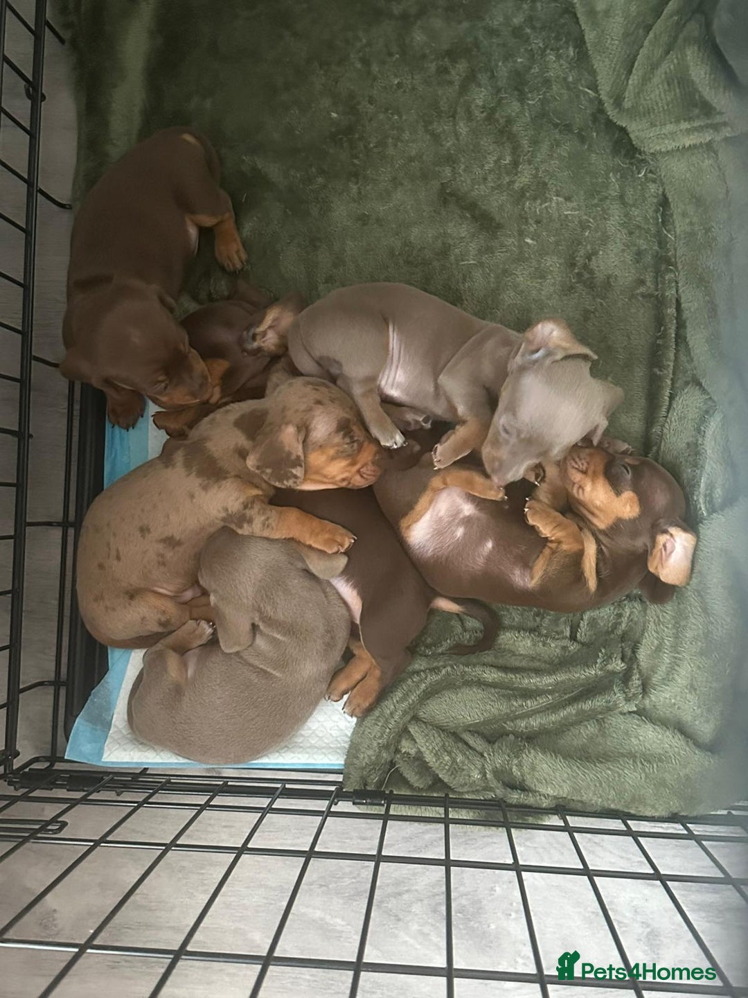 Miniature Dachshund dogs for sale: ADORABLE MINIATURE DACHSHUND PUPPIES  - Image 1