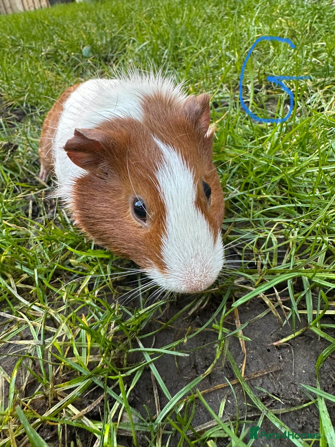 Guinea Pig rodents for sale: Guinea Pigs For Sale  - Advert 2