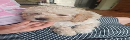 Cavapoo dogs for sale: Gorgeous cavapoo - only a 1 left - Advert 2