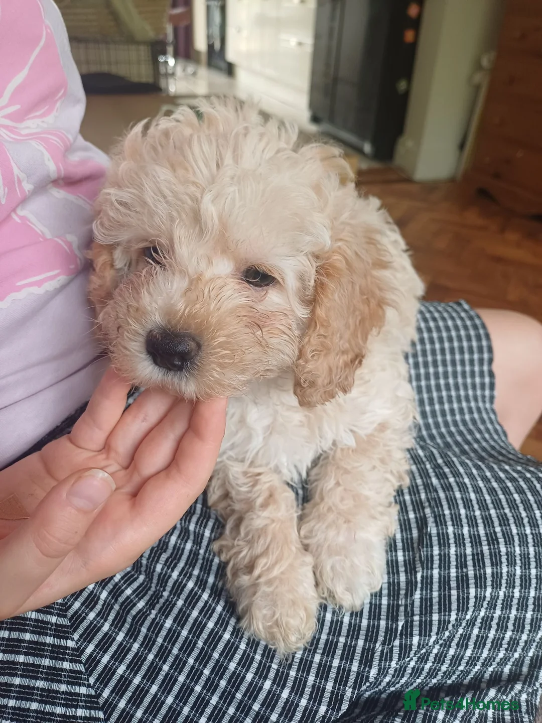 Cavapoo dogs for sale: Gorgeous cavapoo - only a 1 left - Advert 2