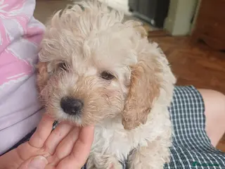 Cavapoo dogs Gorgeous cavapoo - only a couple left - Advert 3