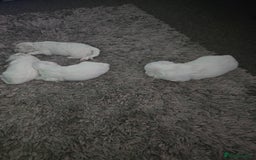 Bichon Frise dogs for sale: Bichon frise puppy for sale - Image 2