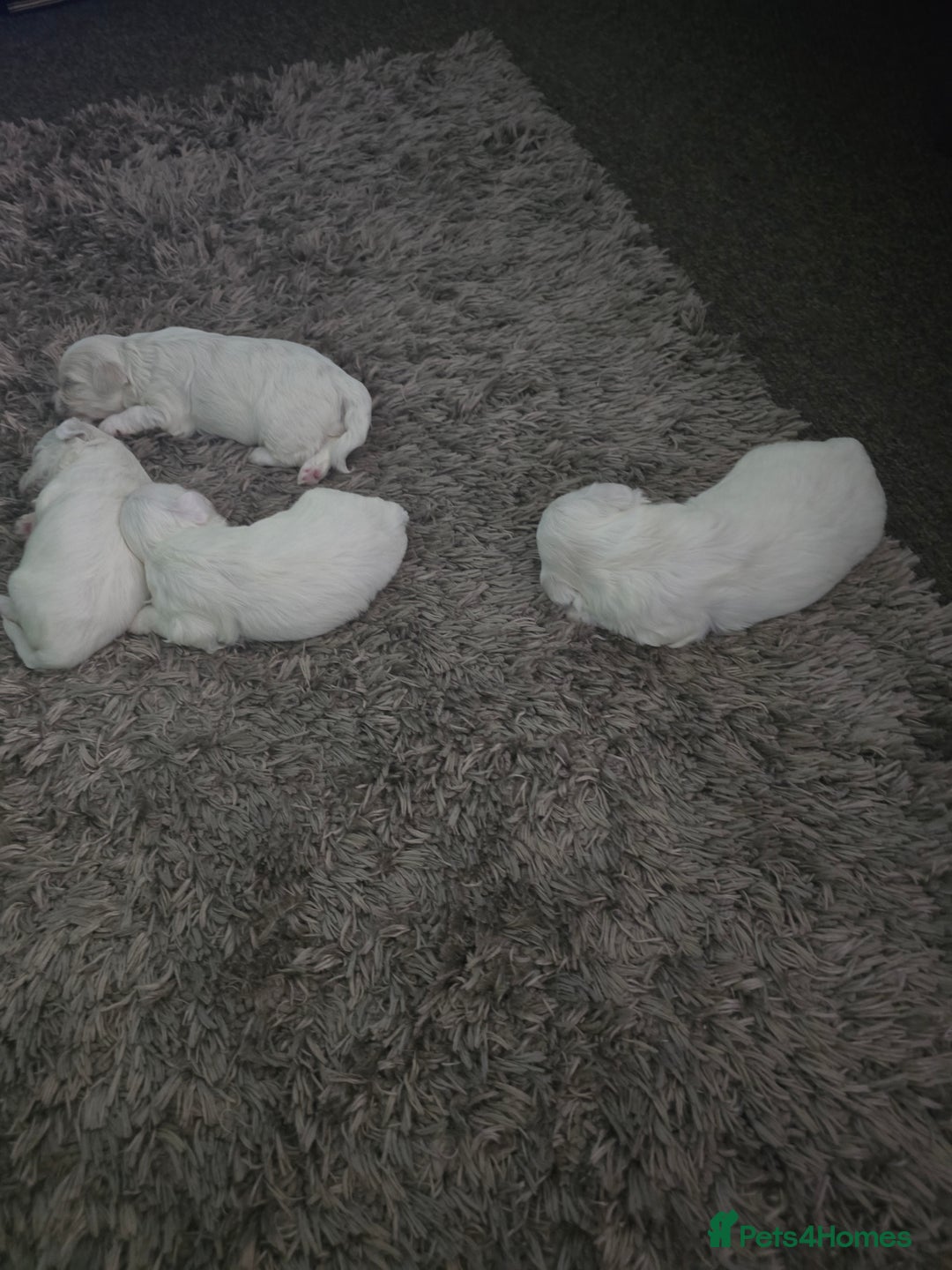 Bichon Frise dogs for sale: Bichon frise puppy for sale - Image 2