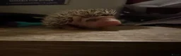 Pygmy Hedgehog rodents for sale: Baby Pygmy Hedgehogs for Sale - Advert 5