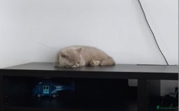 British Shorthair cats for sale: ACTIVE GCCF Lilac kitten - Image 9