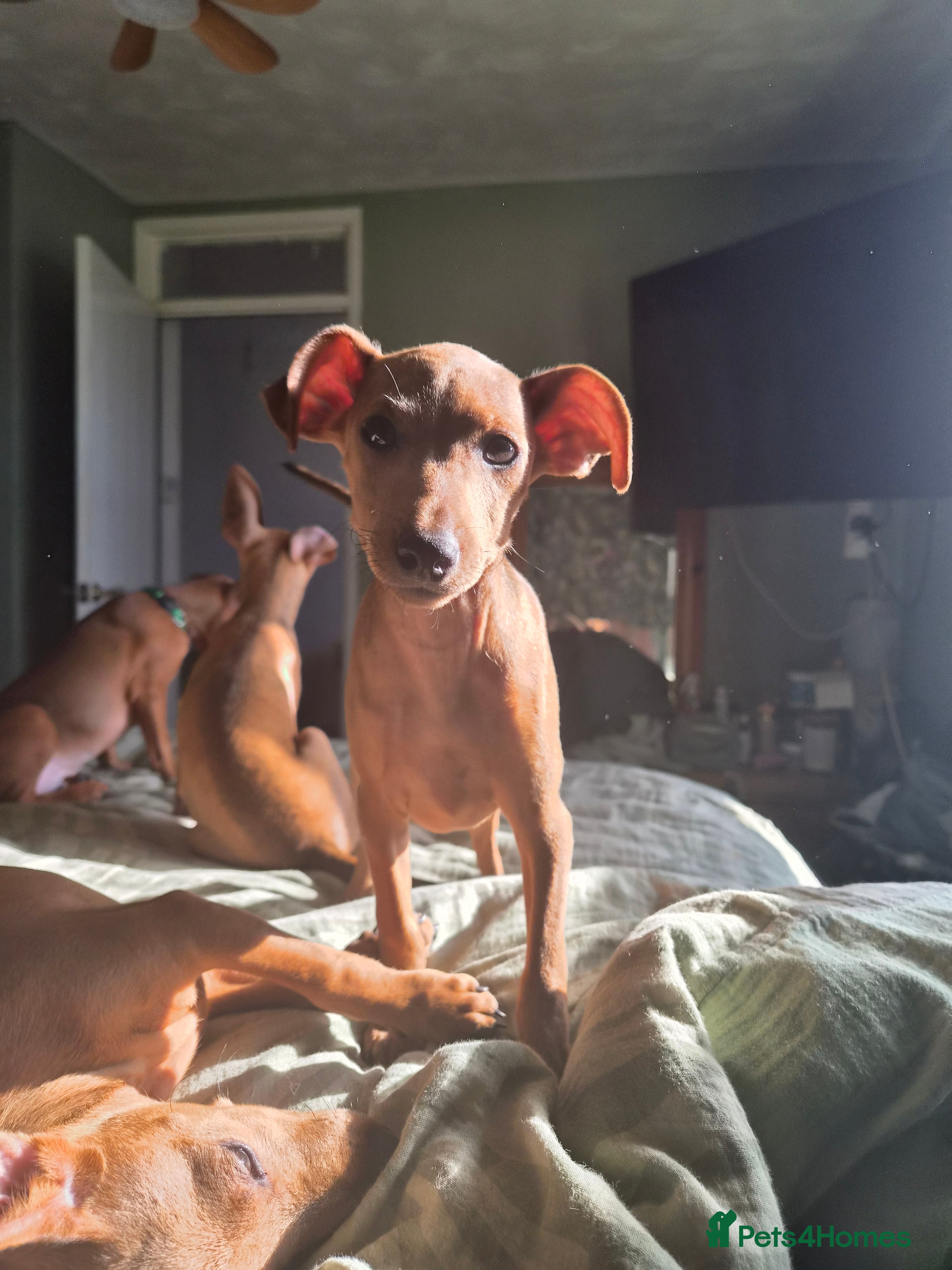 Miniature Pinscher dogs Adorable miniature pinscher puppies  - Advert 2