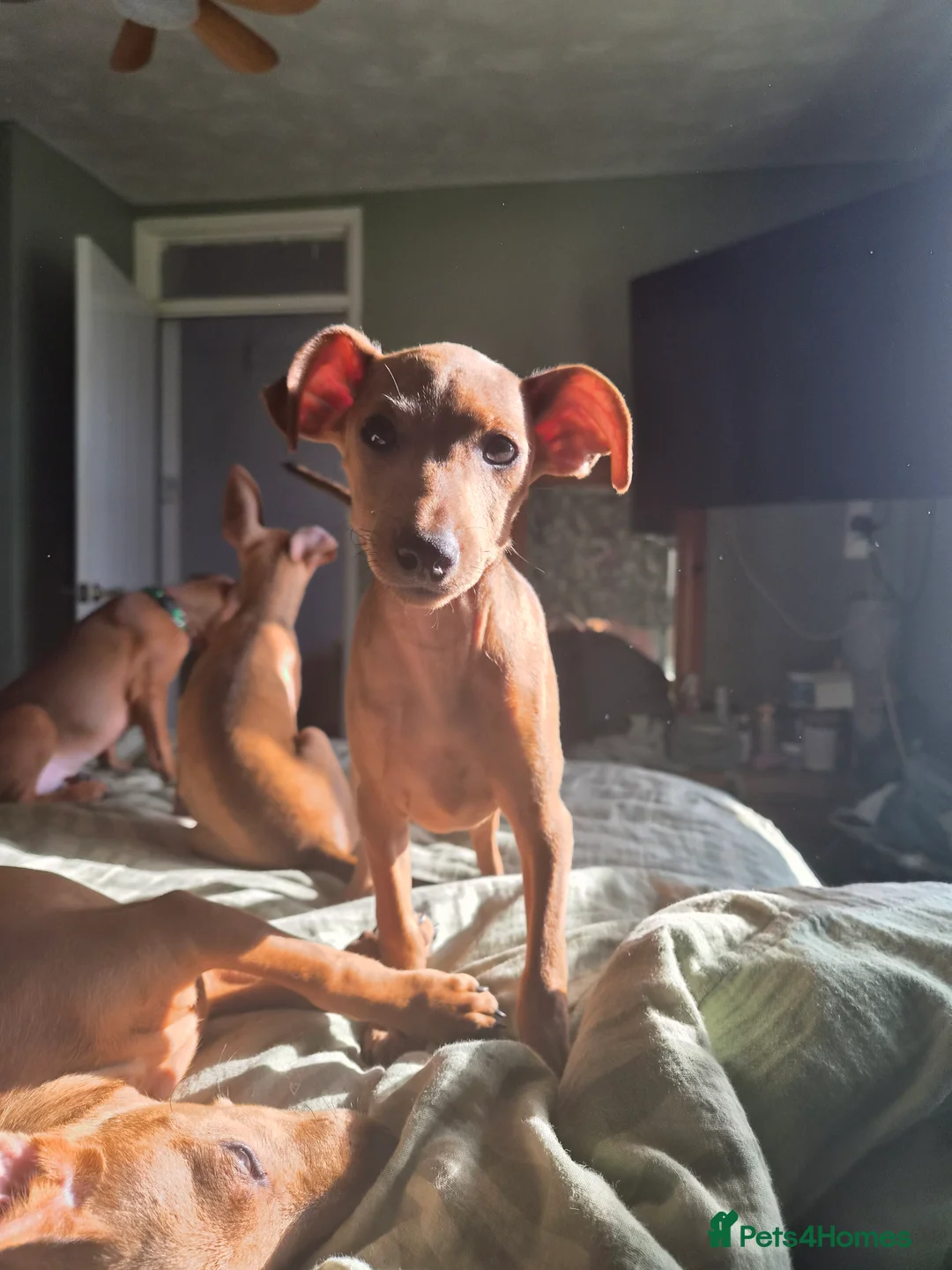 Miniature Pinscher dogs for sale: Adorable miniature pinscher puppies  - Advert 2