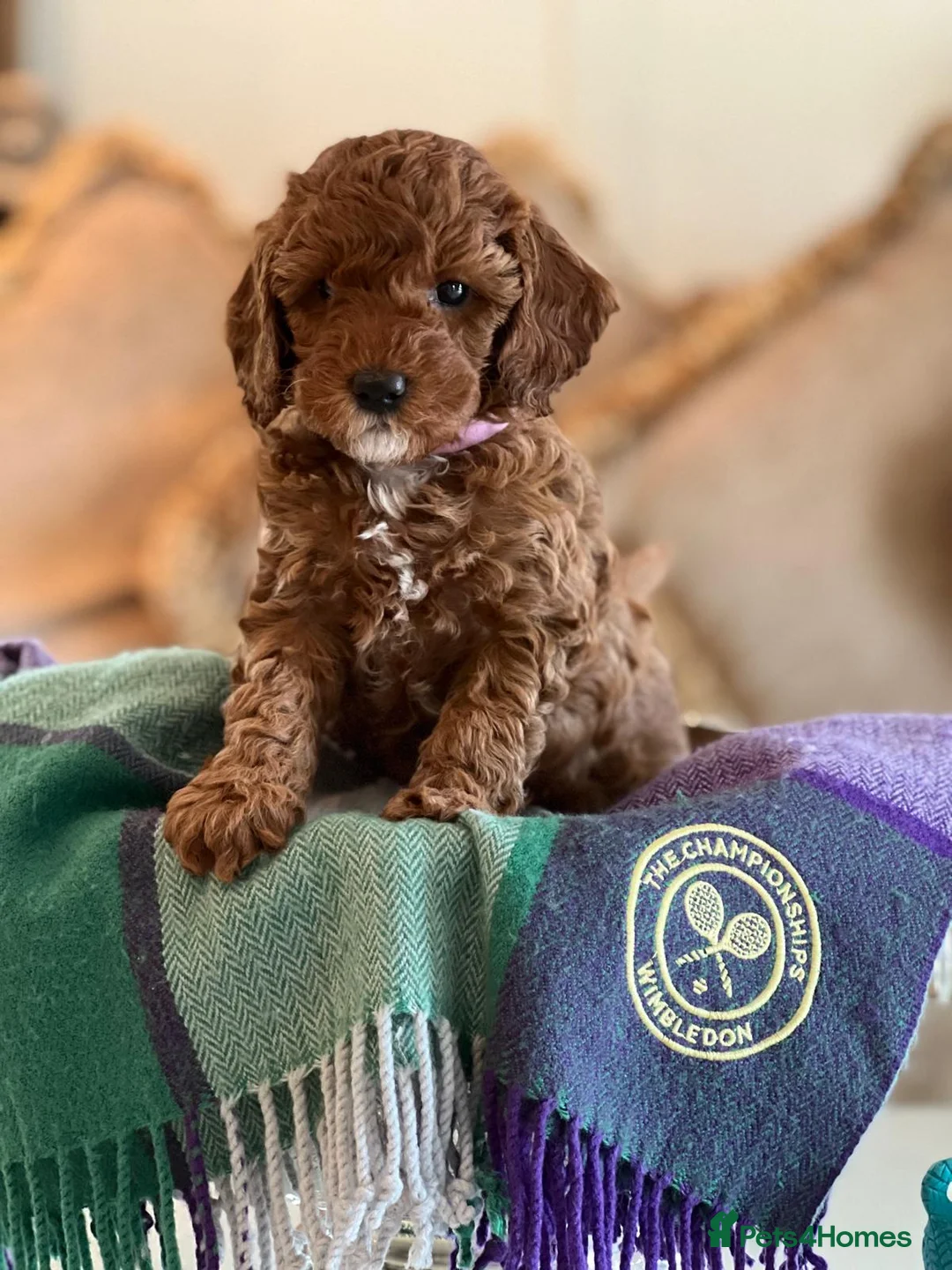 Cockapoo dogs for sale: Extensively Health Tested f1b Cockerpoo Puppies  - Advert 1