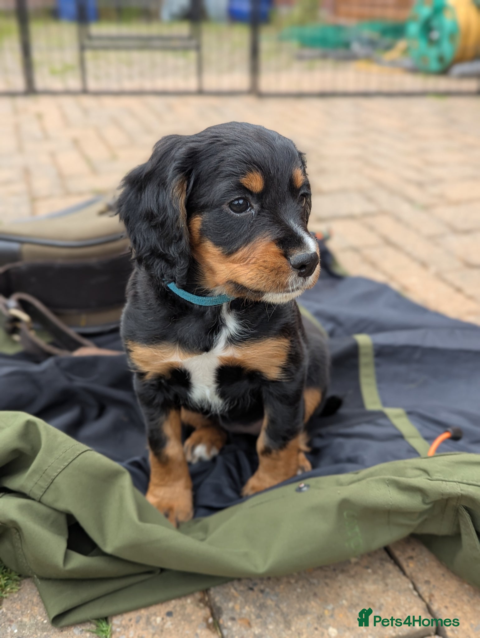 Cocker Spaniel dogs Only 2 KC Reg Working Cockers Puppies left - Advert 2