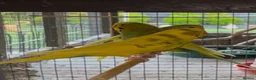 Budgerigars birds for sale: Budgies for sale  - Advert 1
