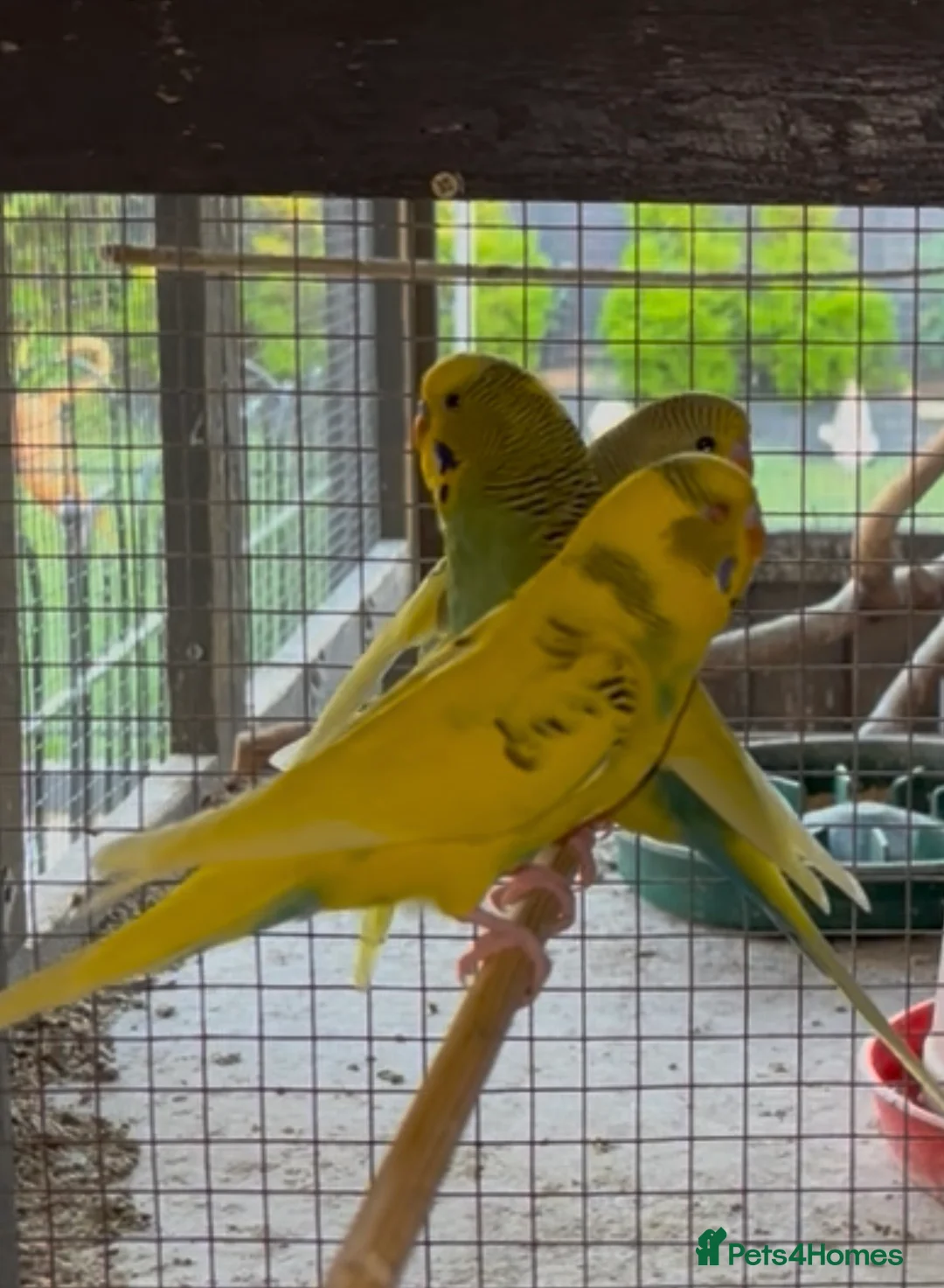 Budgerigars birds for sale: Budgies for sale  - Advert 1