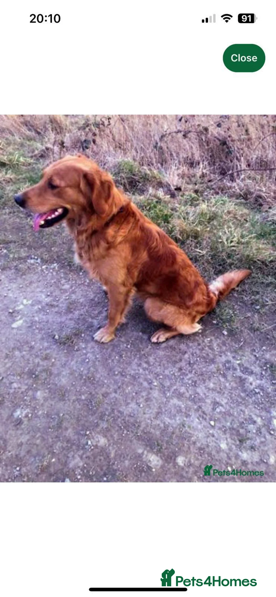Golden Retriever dogs for sale: 🌟 Beautiful Dark Golden Retriever Puppies 🌟 - Advert 10