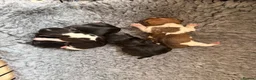 Jack Russell dogs for sale: 4 Quality pure Jack Russell puppies.   in Worcester - Advert 9