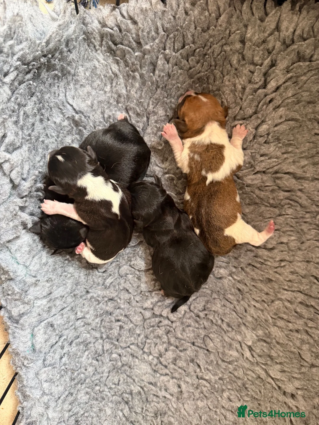 Jack Russell dogs for sale: 4 Quality pure Jack Russell puppies.   in Worcester - Advert 9