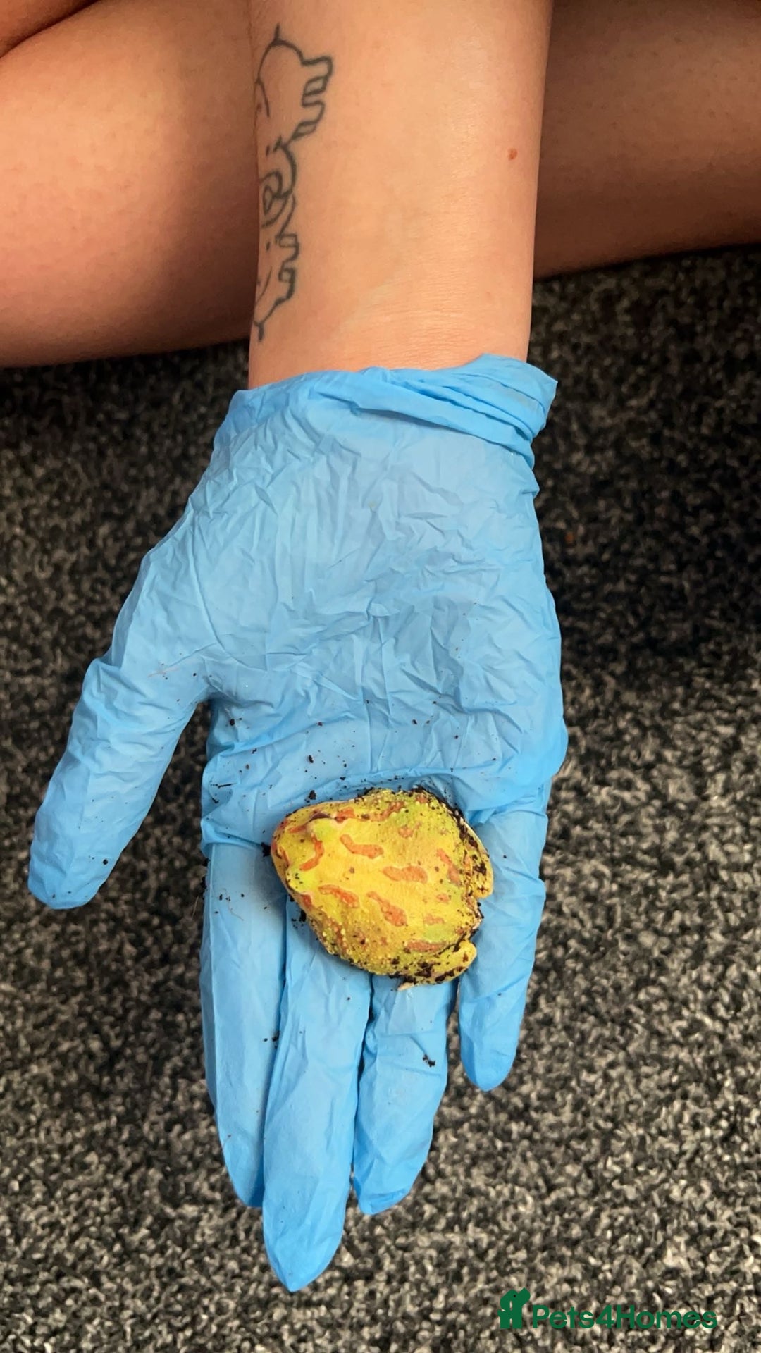 Frog reptiles for sale: Pac man frog looking for a new home - Advert 3