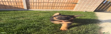 German Shepherd boy 1 