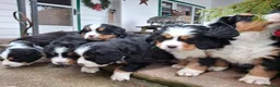 Bernese Mountain Dog dogs for sale: Female bernese mountain dog puppies  in London - Advert 8
