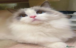 Ragdoll cats for sale: Blue Bicolor kittens 😸  - Image 20