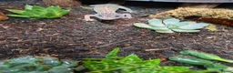 Leopard Gecko reptiles for sale: Leopard gecko. Full bio active set up.  - Advert 3