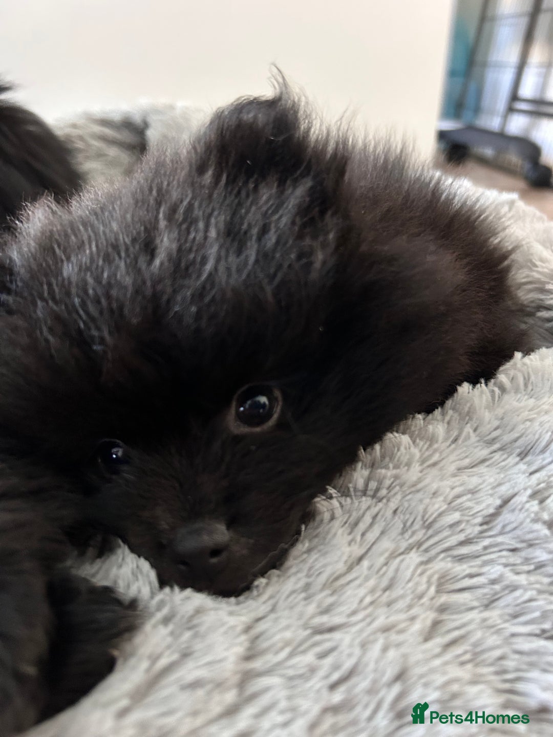 Pomeranian dogs for sale: Pomeranians - ONLY BLACK BOY LEFT - Advert 3