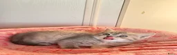 Persian cats for sale: Pure bred beautiful persian kittens  - Advert 4