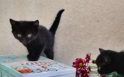 Mixed Breed cats for sale: Gorgeous Maine-Coon/Ragdoll/Bombay Mix Kittens!!! - Image 18