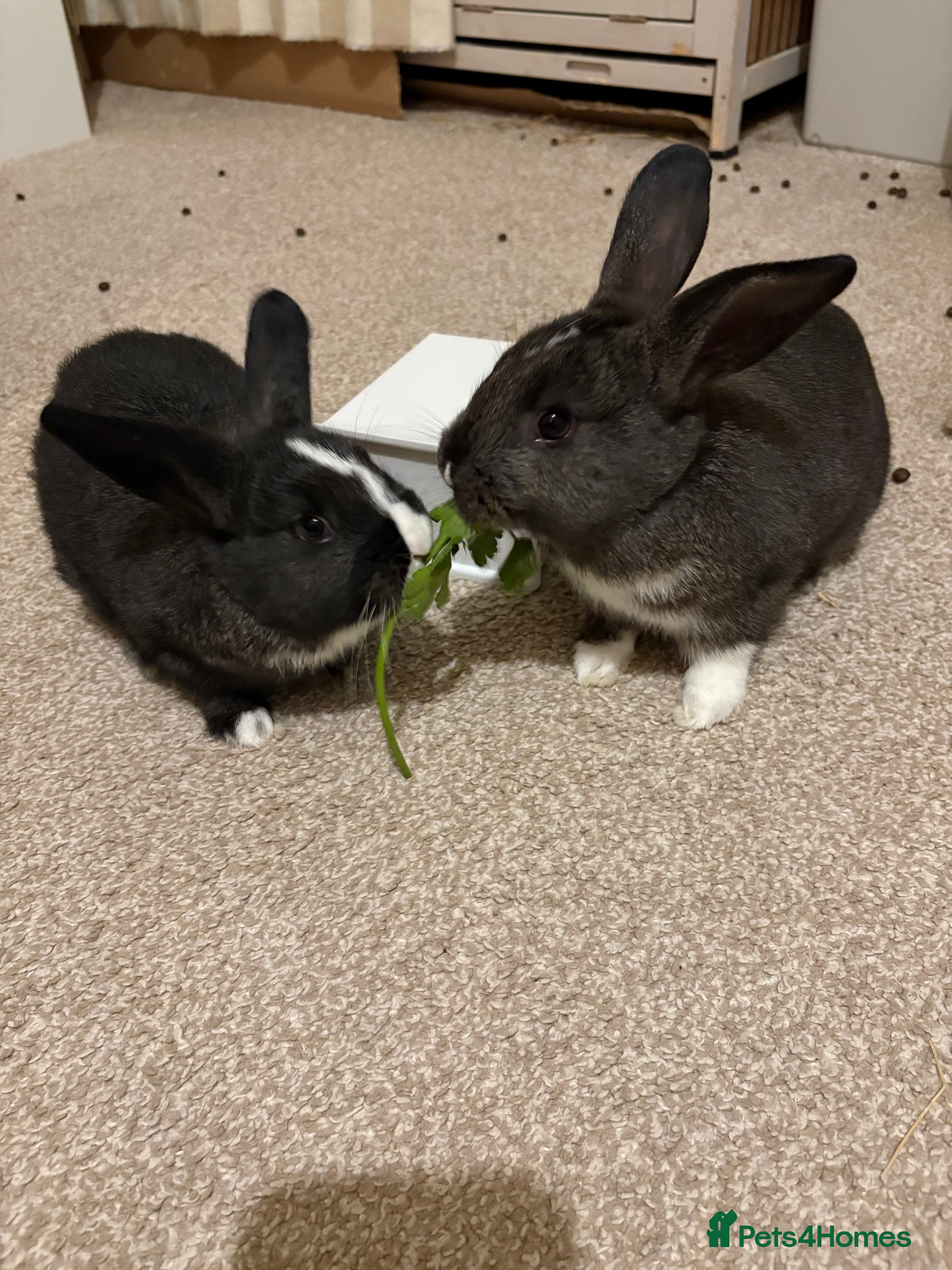 Mixed Breed rabbits 2X 8 week old bunny’s looking for homes  - Advert 4