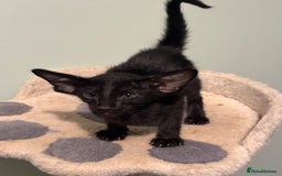 Oriental cats for sale: Pedigree Oriental Kittens  - Image 16