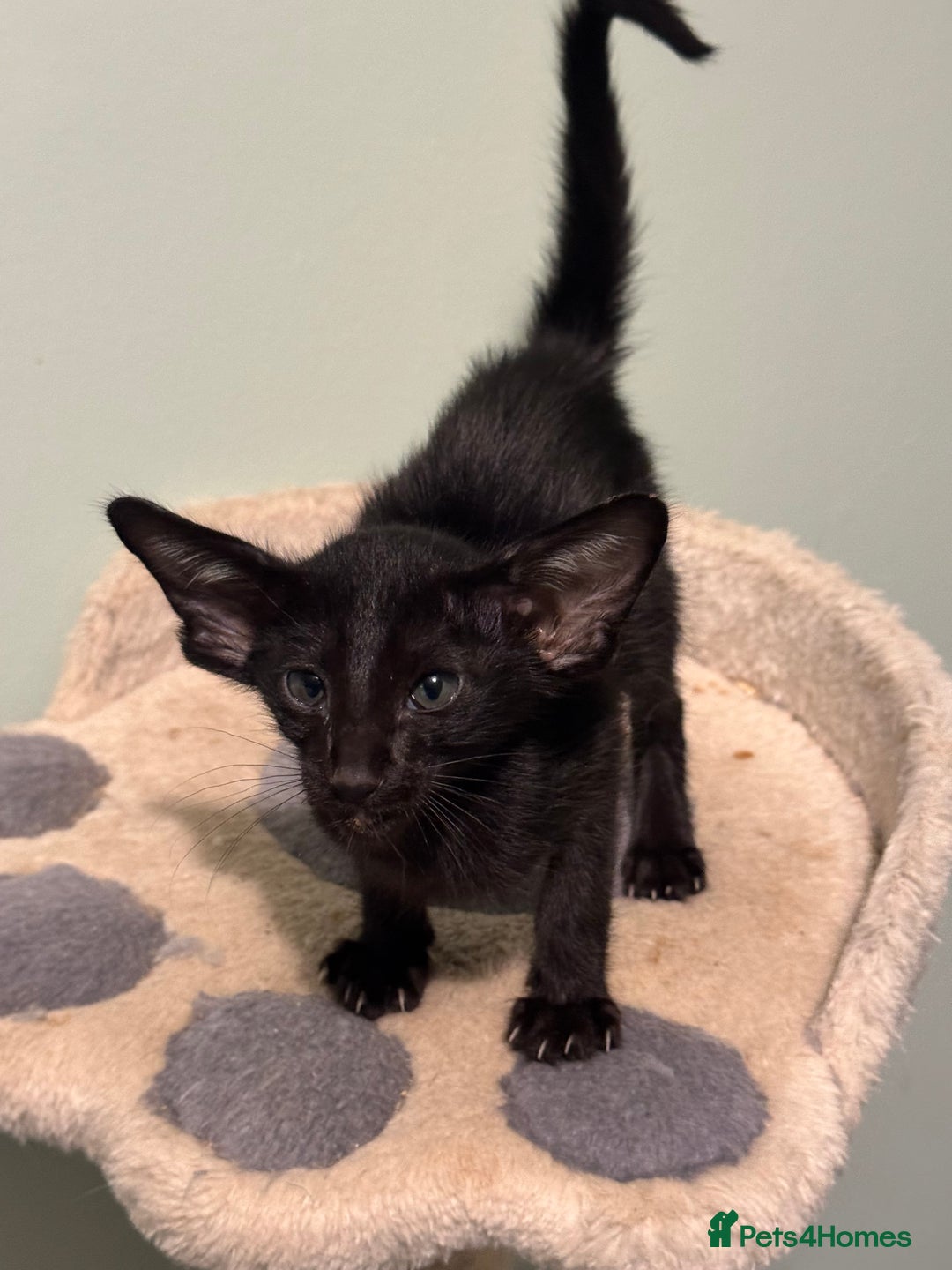 Oriental cats for sale: Pedigree Oriental Kittens  - Image 16