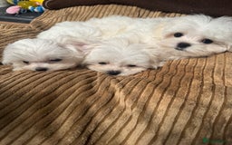 Maltese dogs for sale: 🥰 Gorgeous puppies 🥰🥰 - Image 1