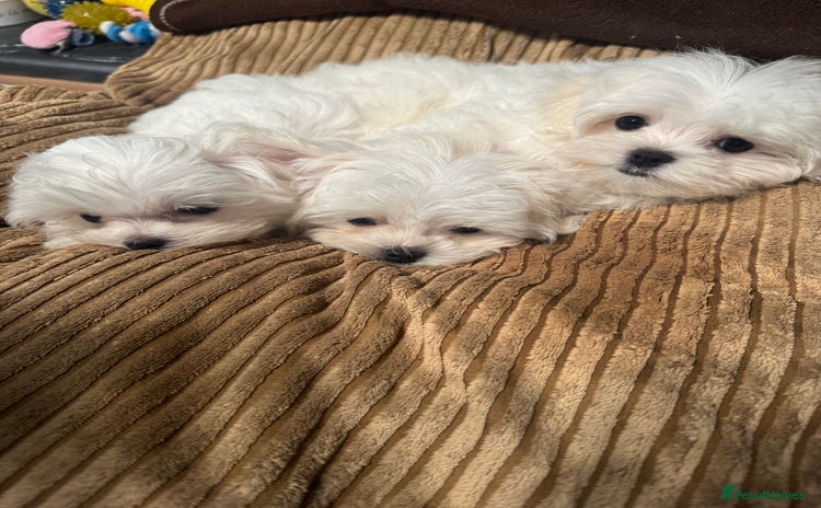 Maltese dogs - Advert 1