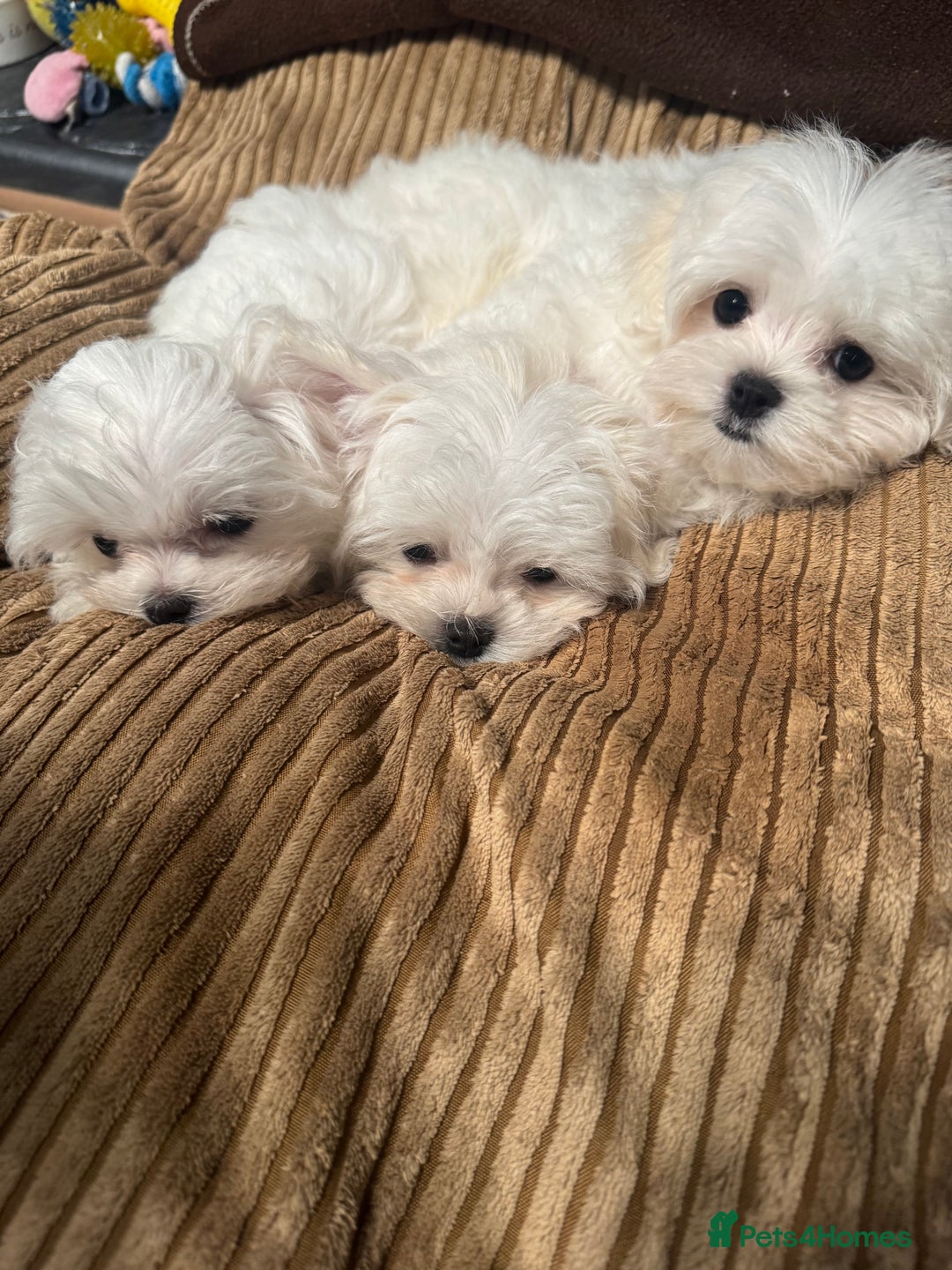 Maltese dogs for sale: 🥰 Gorgeous puppies 🥰🥰 - Image 1