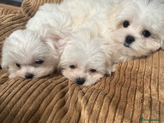 Maltese dogs - Advert 12