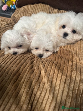 Maltese dogs - Advert 14