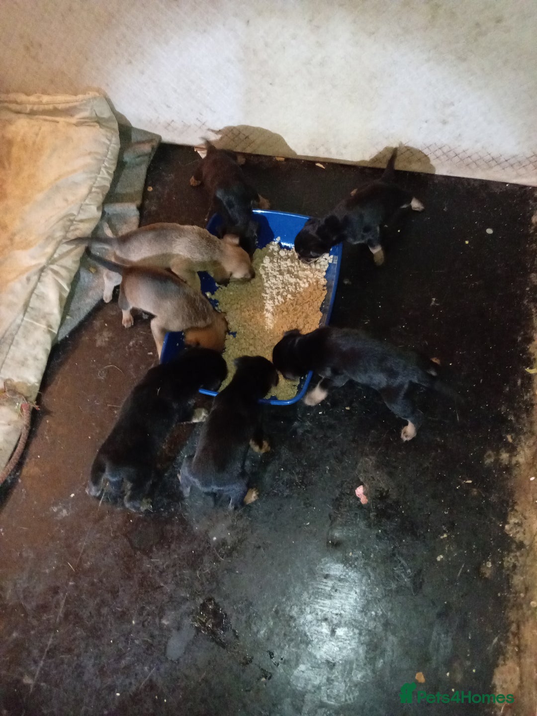 Mixed Breed dogs for sale: 2 brown 3 black Rottweiler German shepherd staffie - Advert 6