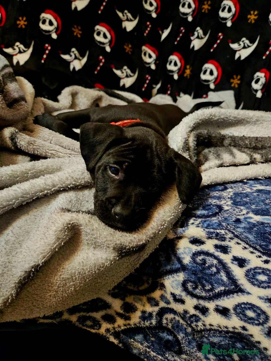 Mixed Breed dogs for sale: French bulldog x German short haired puppies - Advert 3