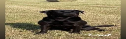 Labrador Retriever dogs for sale: KC registered Black Labrador Retriever pups in Ilfracombe - Advert 4