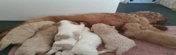Mixed Breed dogs for sale: Cavapoochons 3 boys 3 girls beautiful colours  - Advert 7