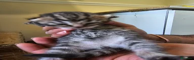 British Shorthair Kitten 1