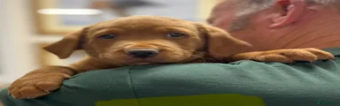 Yellow Collar