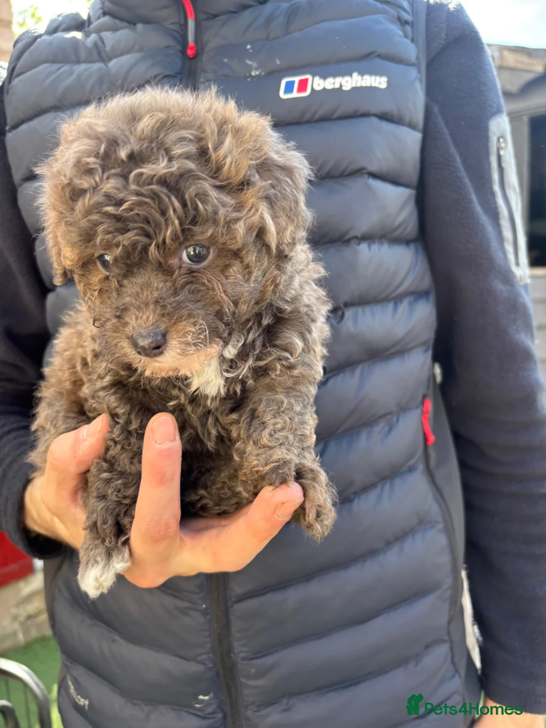 Pomapoo dogs for sale: Pomerpoo puppies for sale - Advert 2