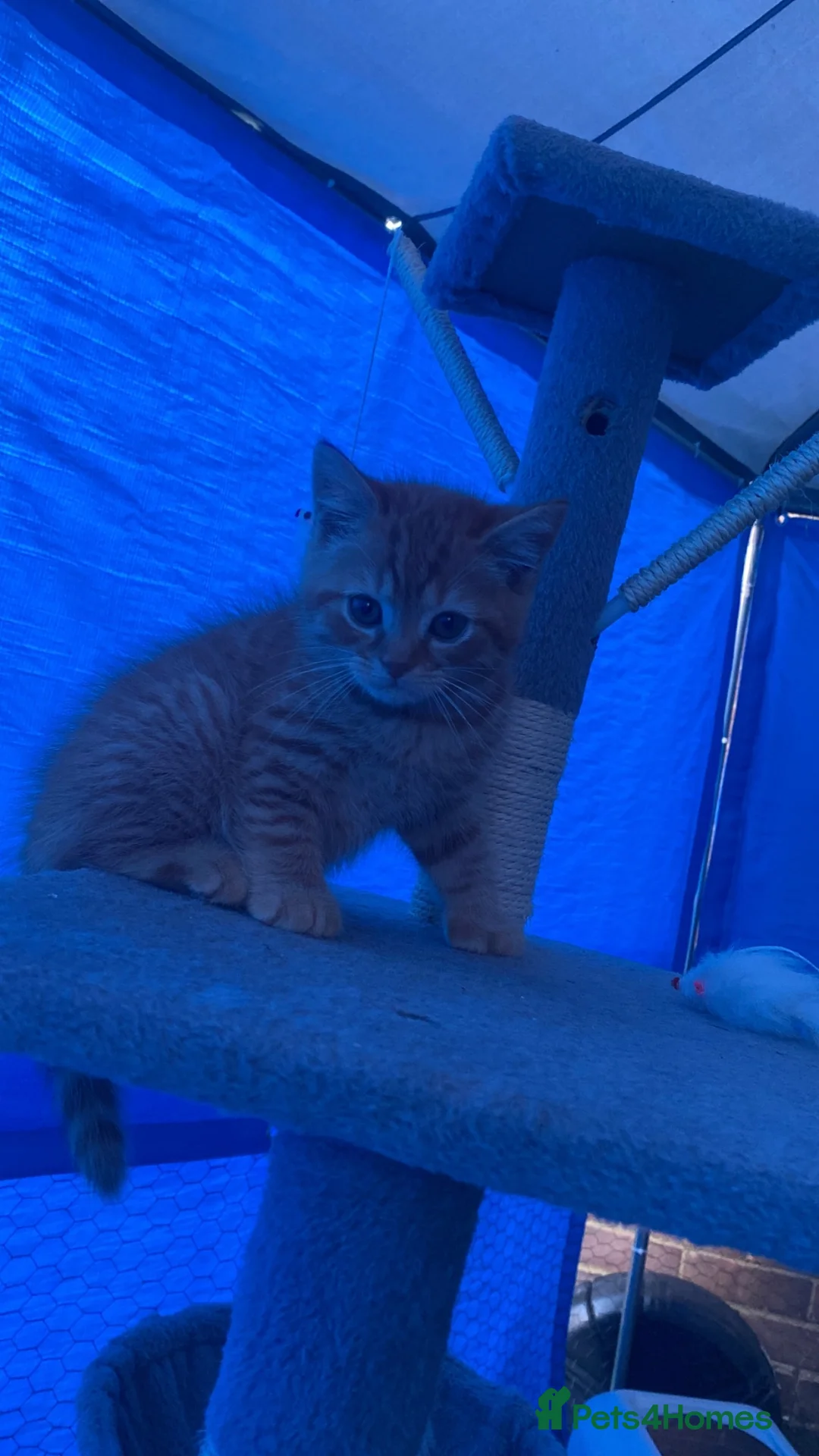 Mixed Breed cats for sale: British shorthair X boy kitten - Advert 22