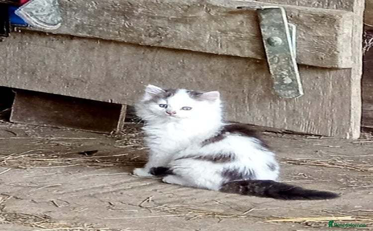 Mixed Breed cats - Advert 3