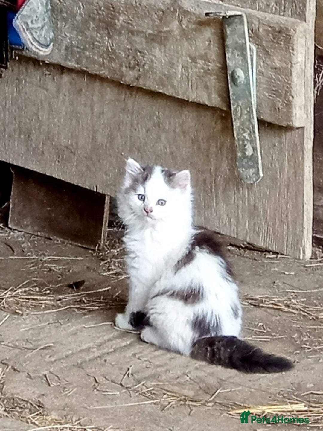 Mixed Breed cats for sale: Beautiful playful kittens kittens - Image 1