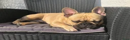 French Bulldog dogs for adoption: FRANK & MILO FRENCHIES ADOPTION IN WESTCOUNTRY - Advert 26