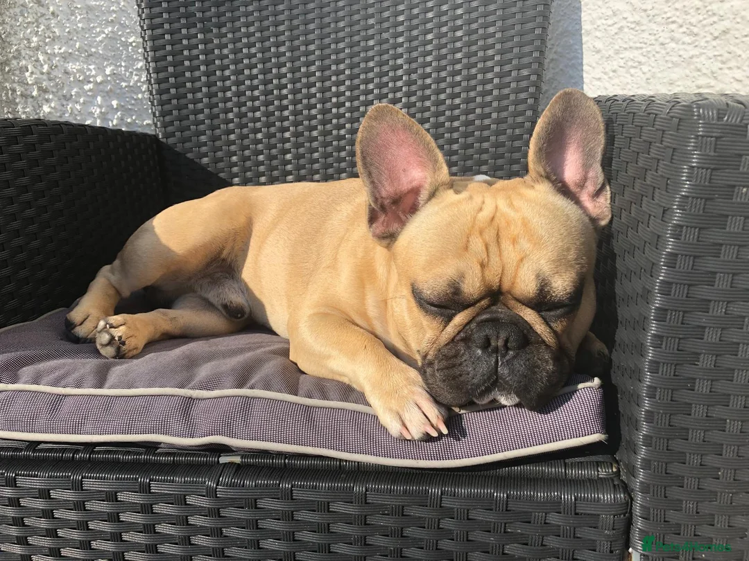 French Bulldog dogs for adoption: FRANK & MILO FRENCHIES ADOPTION IN WESTCOUNTRY - Advert 26