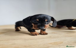 Miniature Dachshund dogs for sale: PRA CLEAR GORGEOUS MIN DACHSHUNDS  - Image 19