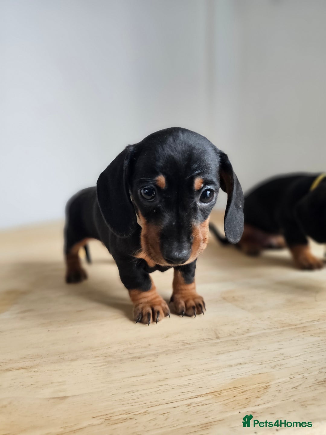 Miniature Dachshund dogs for sale: PRA CLEAR GORGEOUS MIN DACHSHUNDS  - Image 19