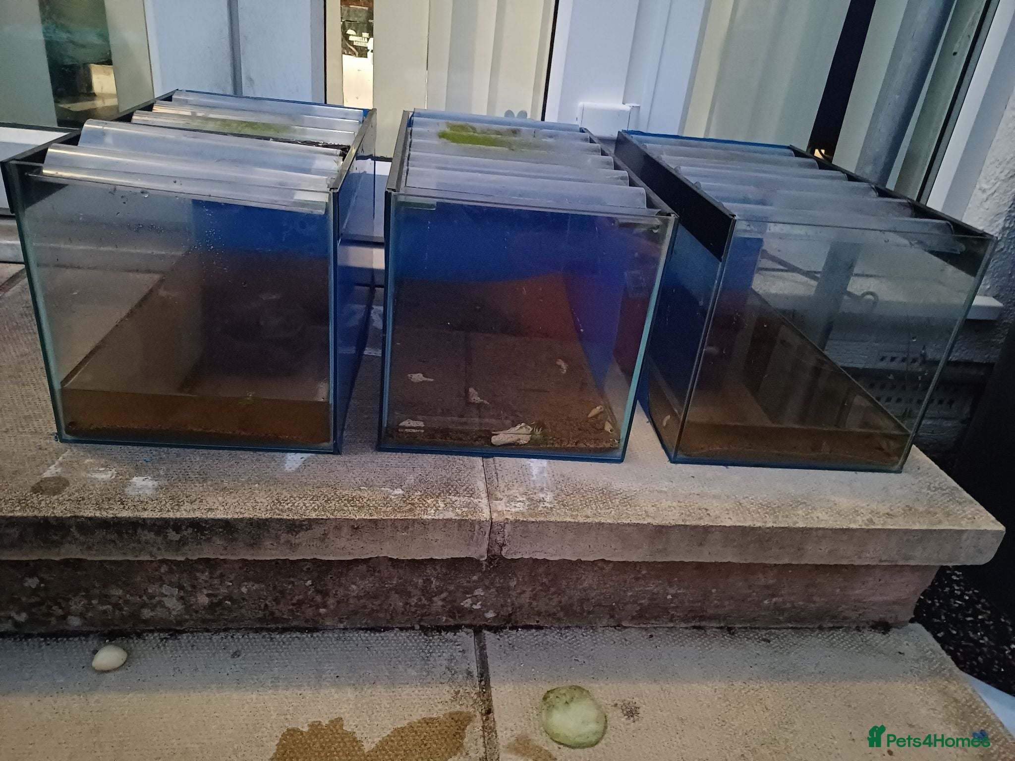 Bettas fish 3X custom made 31L Fish Tank - Advert 1