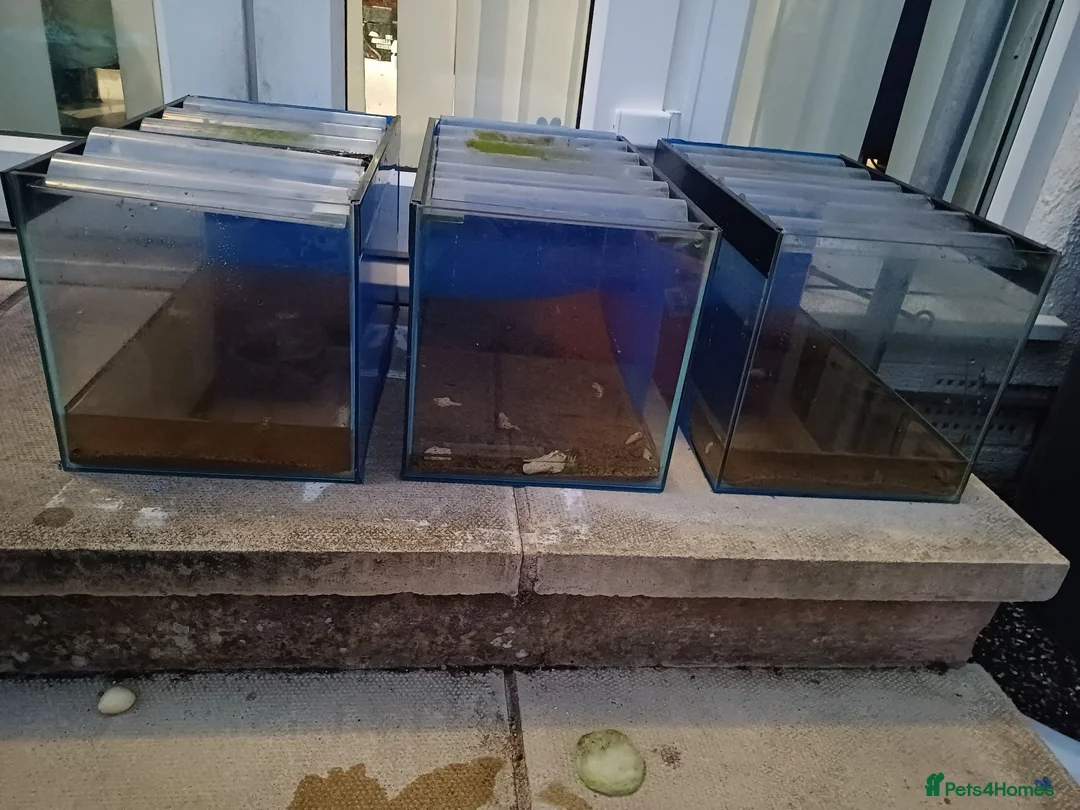 Bettas fish for sale: 3X custom made 31L Fish Tank - Advert 1